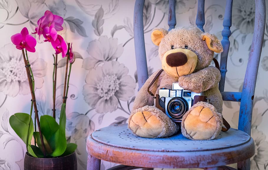 camera on brown bear beside flower, orchids, scene, chair, chalk paint