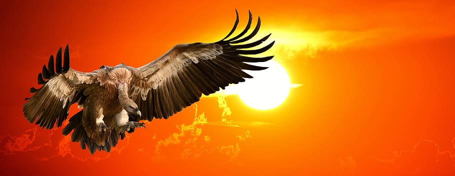 vulture, sunset, bird, prey, approach, feather, plumage, nature HD wallpaper