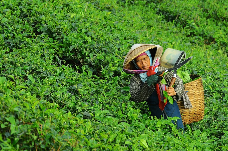 woman harvesting leaves from field, woman carrying basket pruning green leaf plants, HD wallpaper
