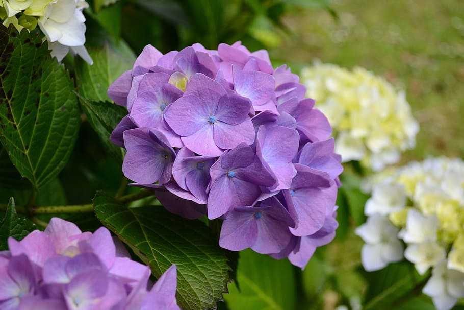 hydrangea, macro, soft pastel, purple, flower, garden, floral HD wallpaper