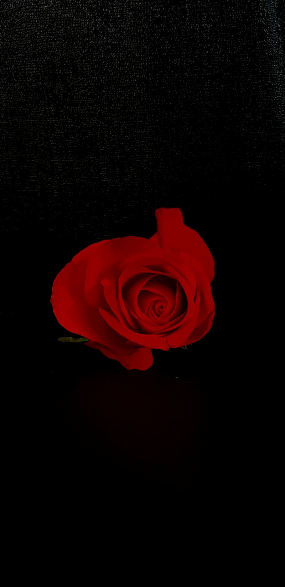 red rose, flower, macro, minimal, black, close up, closeup HD wallpaper