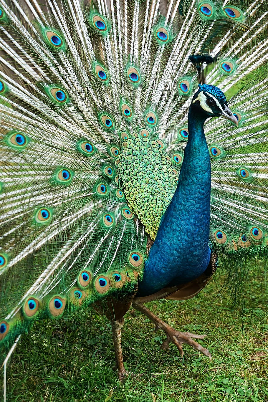 HD wallpaper: peacock, bird, nature, animal, feather, plumage, animal world  | Wallpaper Flare