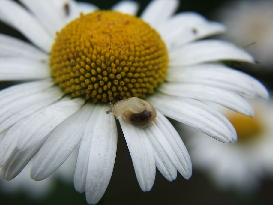 daisy, snail, dancing, flower, flowering plant, vulnerability HD wallpaper