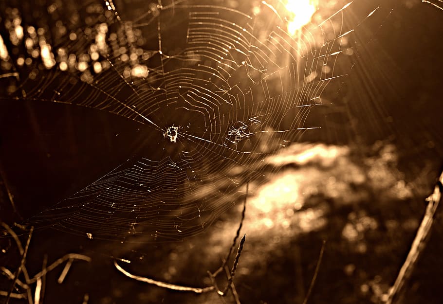 spider web, insect, net, pattern, spider-work, close-up, fragility HD wallpaper