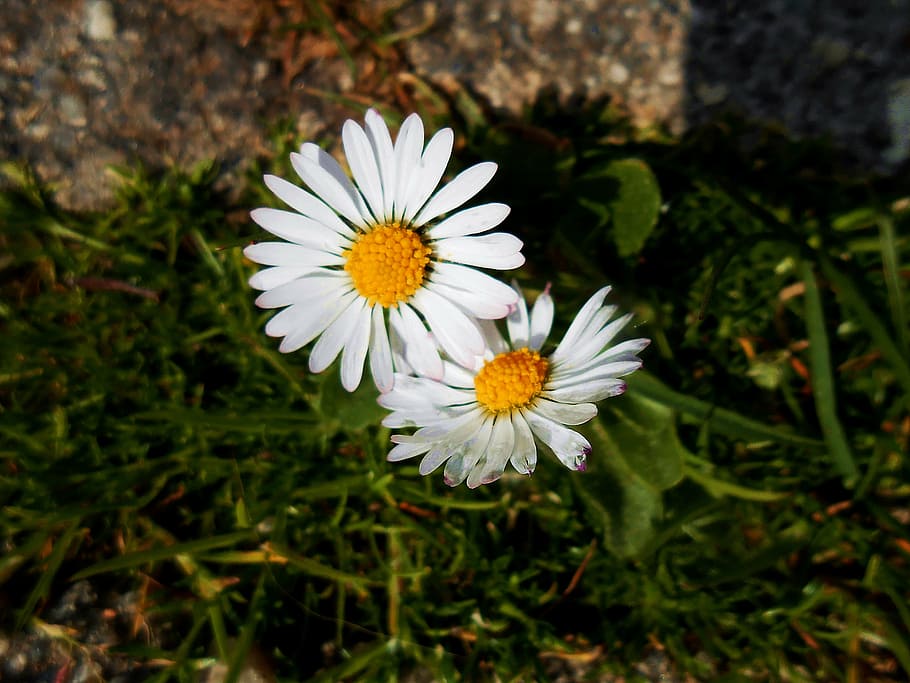 daisy, yellow, green, white, spring, plant, flowers, white flower HD wallpaper