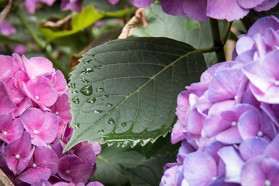 hydrangea, leaf, drop of water, drip, rain, raindrop, bloom HD wallpaper