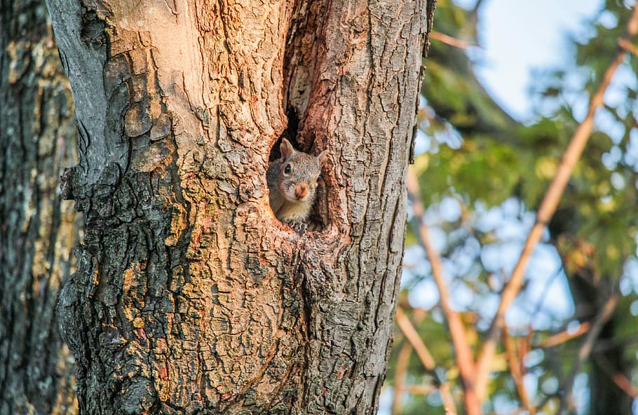tree, wood, nature, bark, trunk, tree trunk, plant, animal HD wallpaper