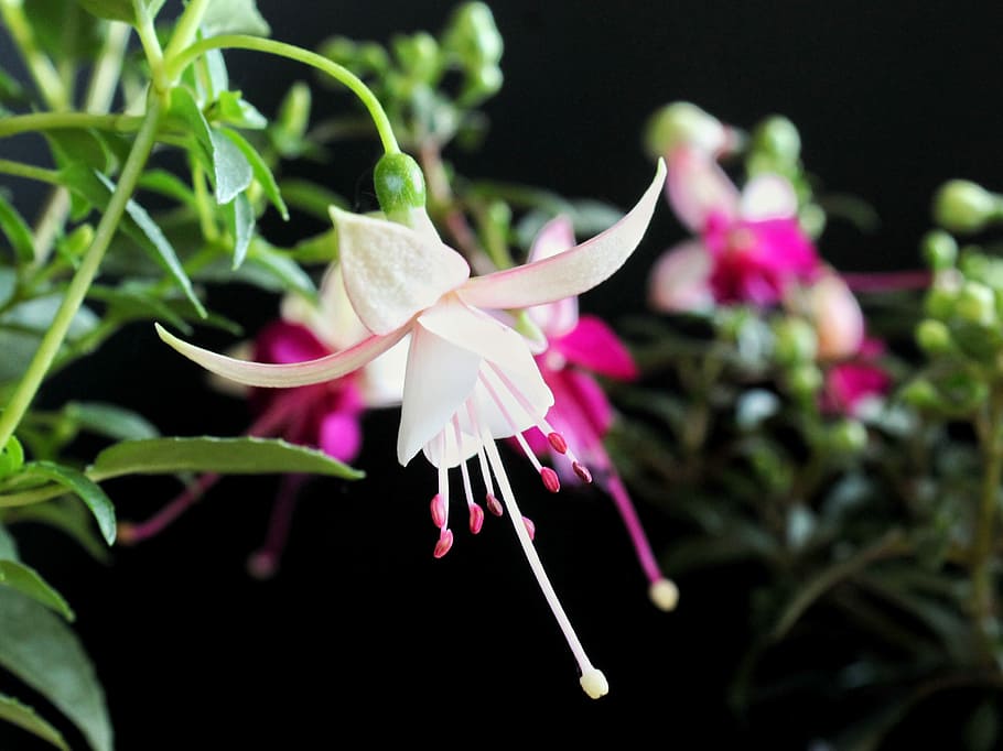 fuchsia, white, flower, summer, garden, flowers, terrace, noble HD wallpaper
