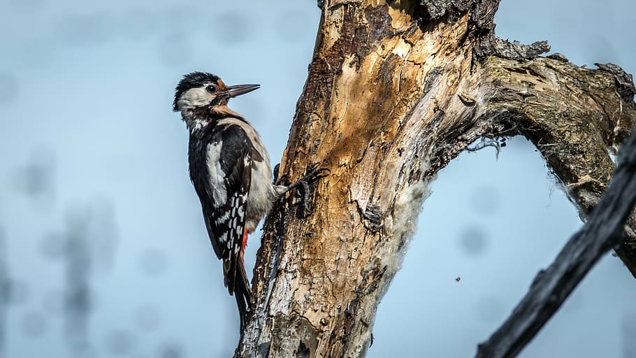 brown bird on tree branch, spotted, wings, beak, nature, great spotted woodpecker HD wallpaper
