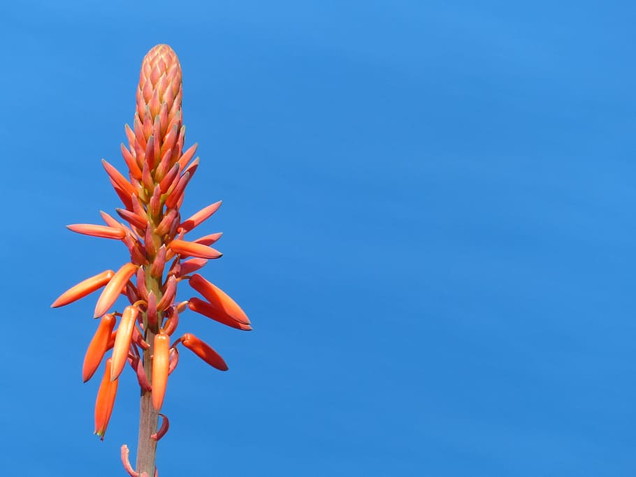 flower, sky, blue, orange, madeira, nature, summer, growth HD wallpaper