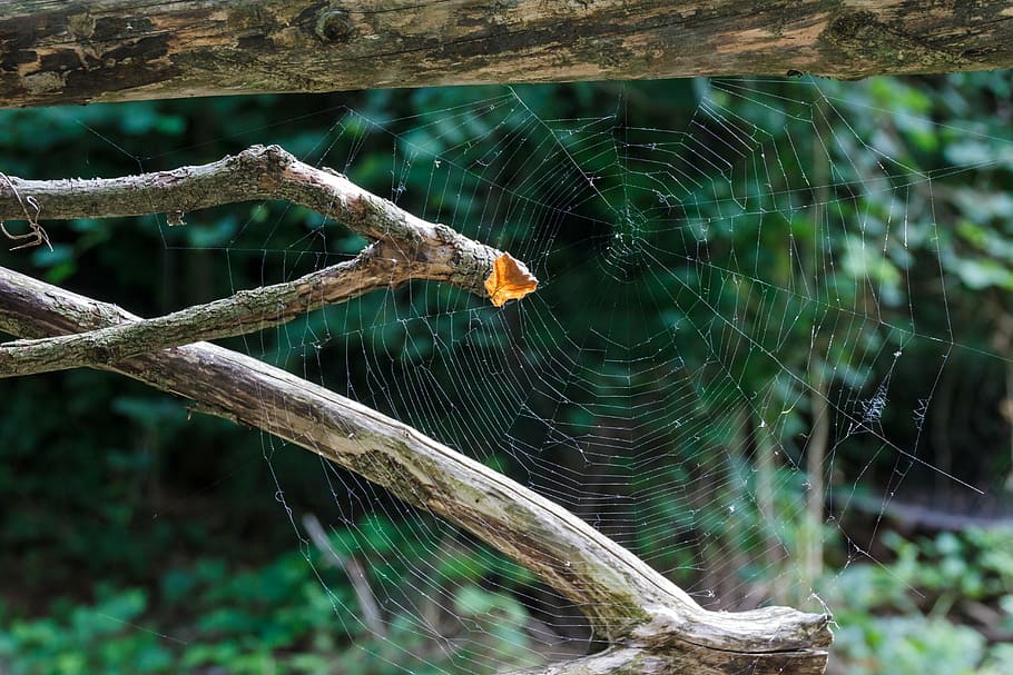 cobweb, back light, cobwebs, animals, spider, network, insect HD wallpaper