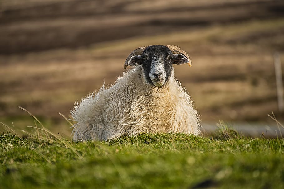 white and beige sheep on grass, white sheep, outside, outdoor HD wallpaper