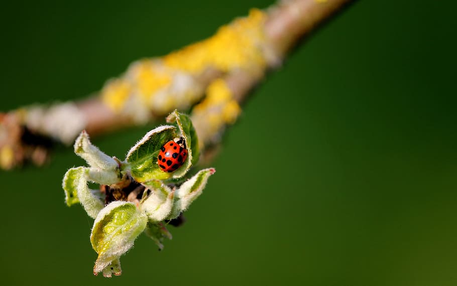 Ladybug, Leaf, Buds, Branch, Insect, leaf buds, spotted, red HD wallpaper