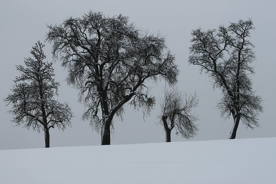 winter, trees, snow, nature, forest, season, cold - Temperature HD wallpaper