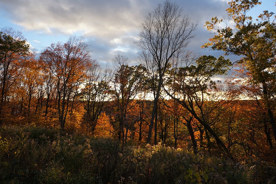 sunset, deer crossing, maple grove, mn fall, tree, plant, sky HD wallpaper