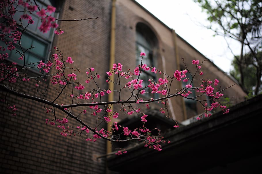 pink flowering tree near building, shallow focus photo of pink flowers HD wallpaper