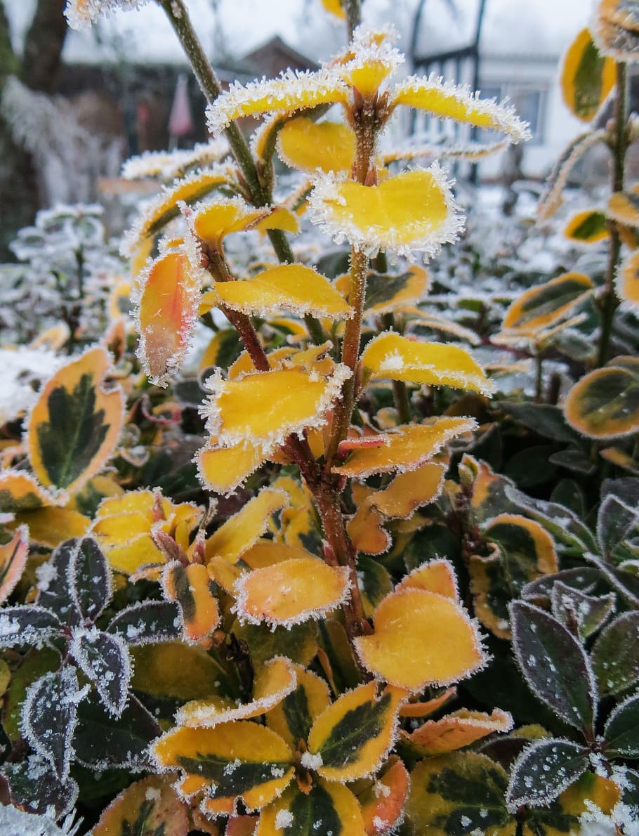 winter, frost, winter magic, cold, ice, nature, on frozen, leaves HD wallpaper