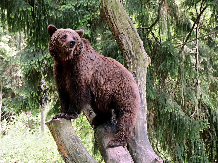 grizzly bear on top of tree branch during daytime, Brown Bear, HD wallpaper