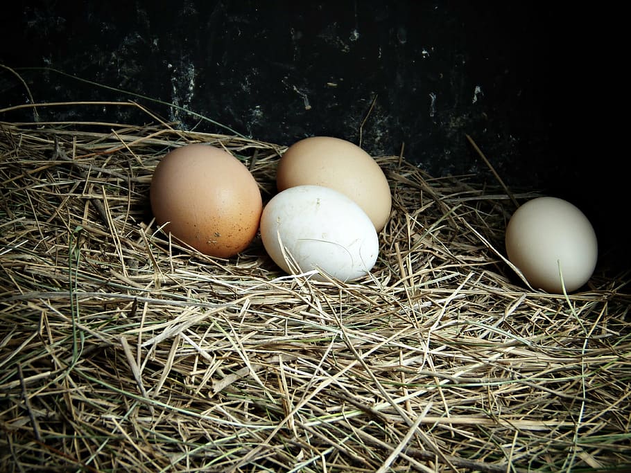 closeup photo of four eggs on nest, farm, delicacy, food, animal Egg, HD wallpaper