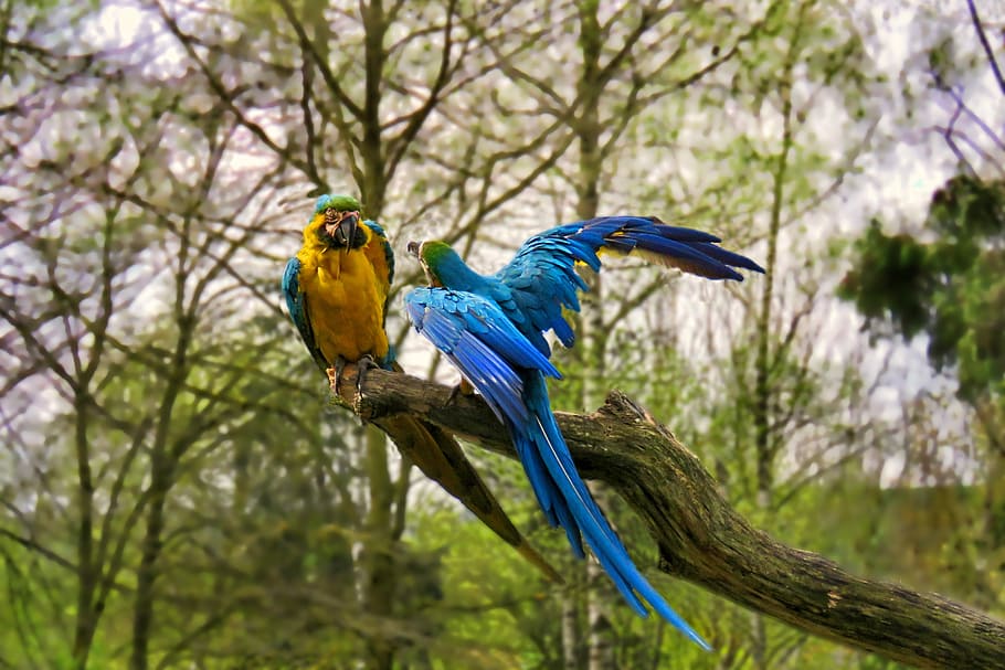 two yellow and blue parrots on tree branch, nature, bird, lecture HD wallpaper