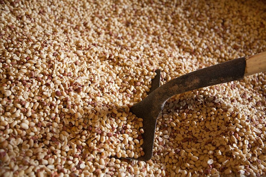 background, fat, food, nut, pattern, peanut, peeled, pile, seed HD wallpaper