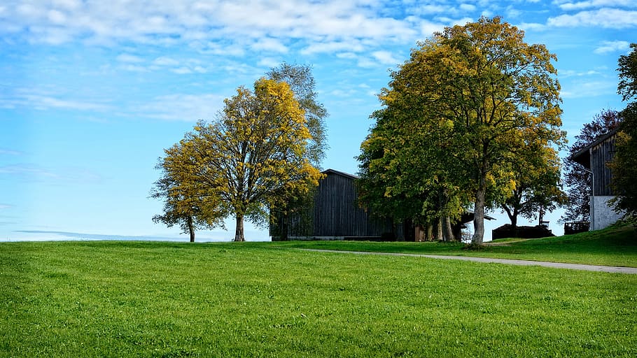tree, individually, landscape, chiemgau, bavaria, nature, meadow HD wallpaper