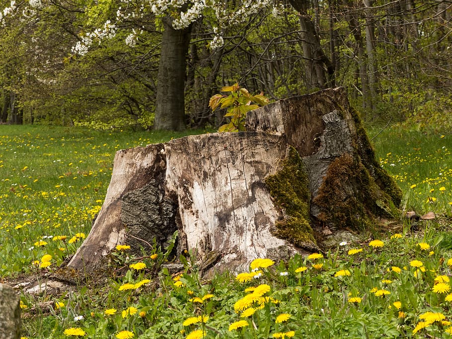 tree stump, forest, dandelion, meadow, nature, plant, land HD wallpaper
