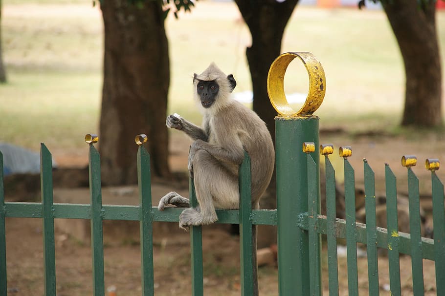 fence, monkey, sri lanka, animal, animal themes, animal wildlife HD wallpaper