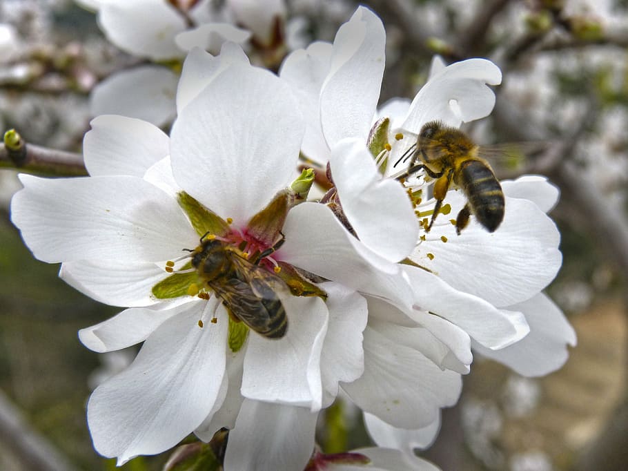 bees, libar, almond flower, flowering plant, fragility, vulnerability HD wallpaper