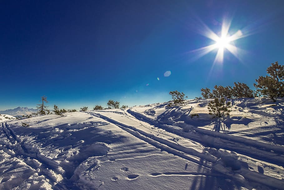 snowfield with trees during daytime, wintry, winter, snowy HD wallpaper