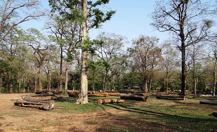 logging, forestry, wood, timber, pile, lumber, depot, dandeli HD wallpaper