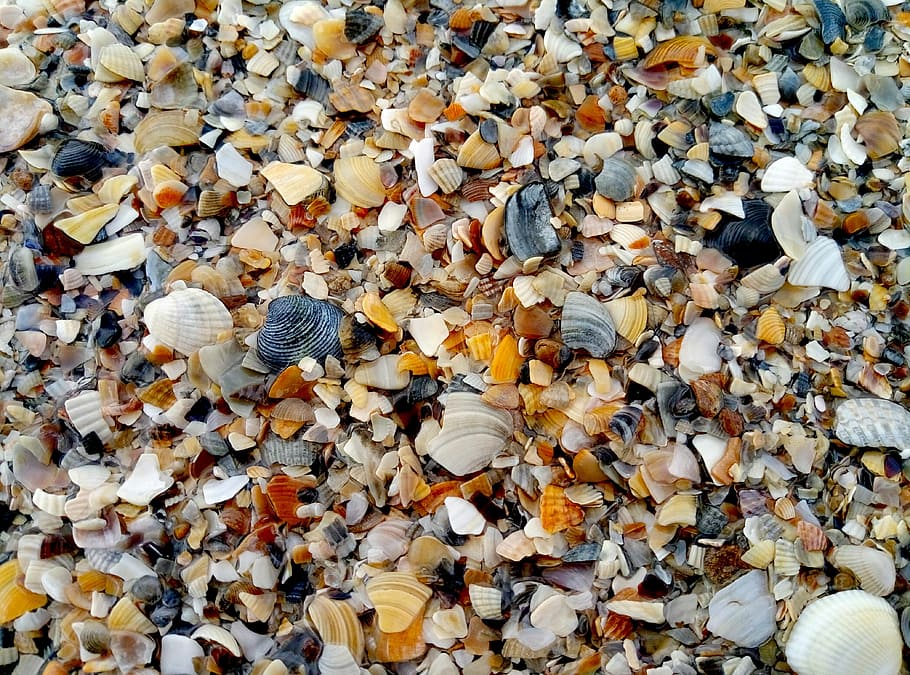 sea, sand, seashells, abundance, no people, full frame, animal wildlife HD wallpaper