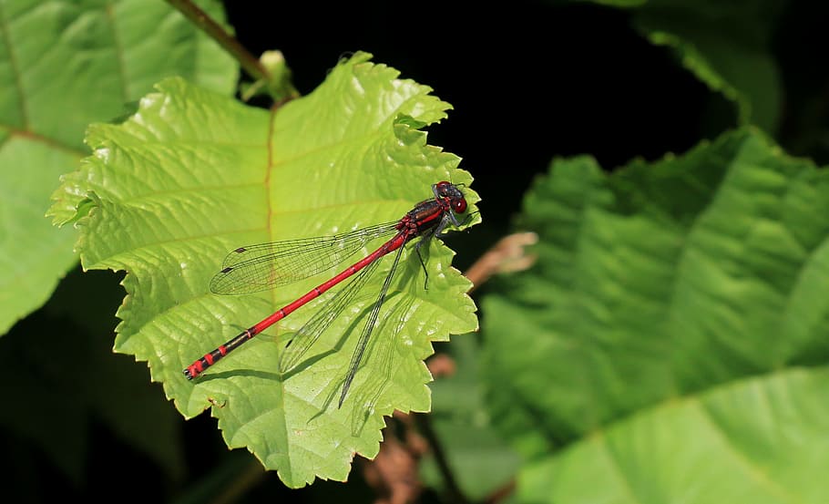 dragonfly, macro, insect, shiny, red dragonfly, wand dragonfly HD wallpaper
