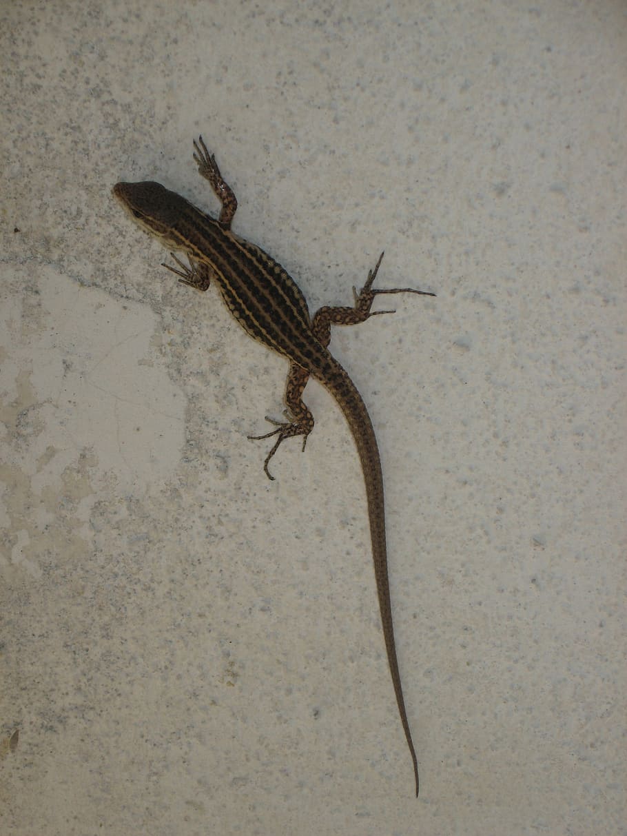 lizard, reptiles, wall, nature, animal, animals, skin, one animal HD wallpaper