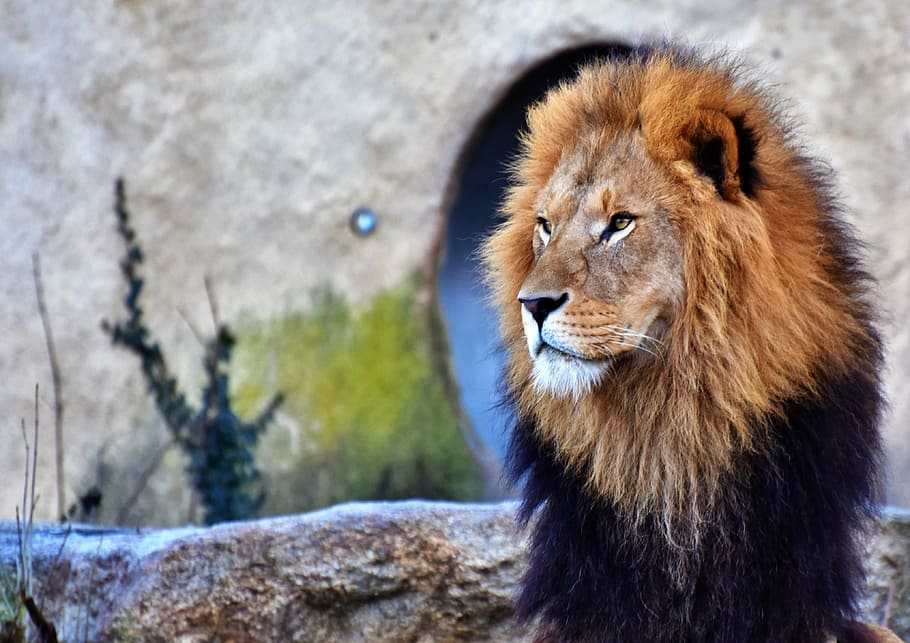 closeup photography of lion, cat, predator, big cat, lion's mane HD wallpaper