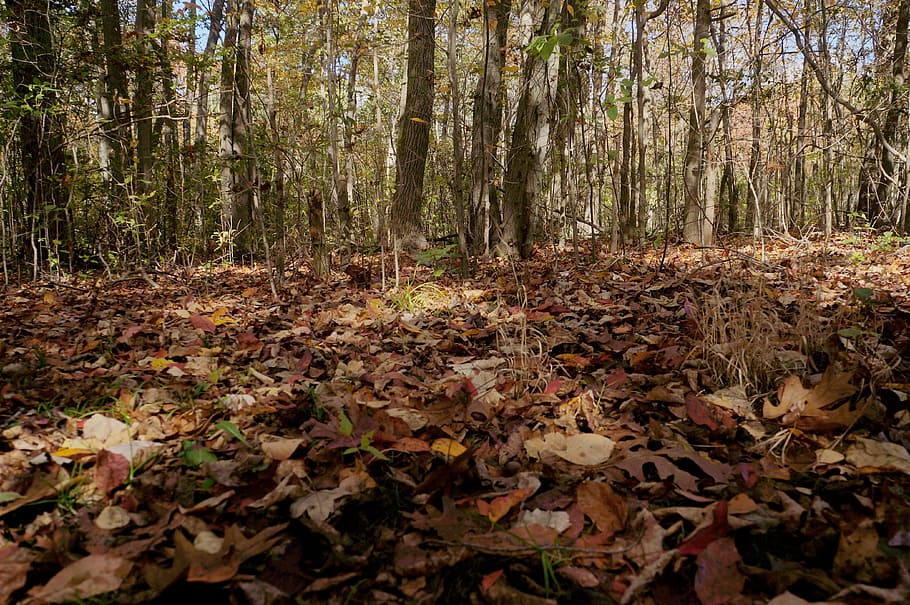 trail, fall, foliage, scenic, outdoor, forest, land, tree, plant HD wallpaper