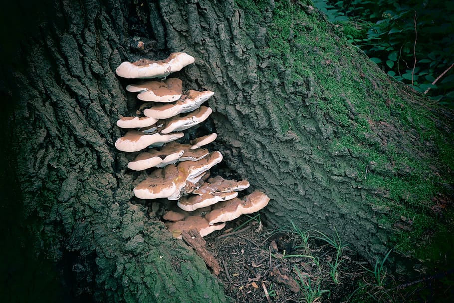 forest, tree, mushrooms, nature, tree trunk, plant, growth HD wallpaper
