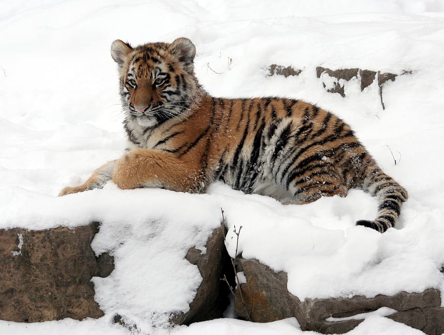 tiger on snowy mountain, tiger cub, winter, reclining, looking HD wallpaper