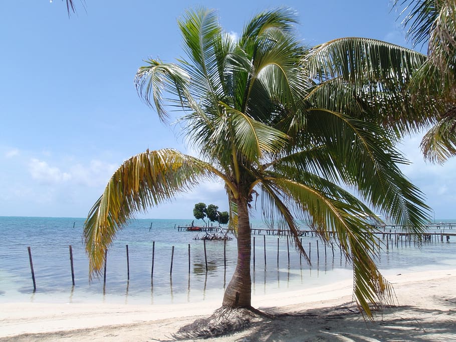 coconut, trees, beach, palm tree, tropical climate, sky, water HD wallpaper