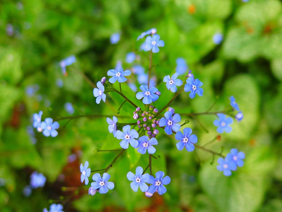 nature, flora, leaf, flower, outdoors, spring forward, flowering plant HD wallpaper
