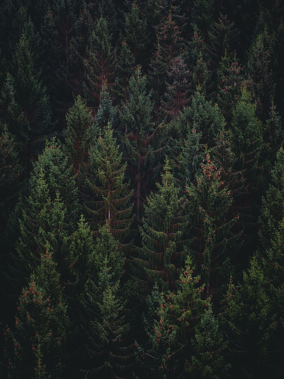 forest areal view, aerial photography of green pine trees, spruce HD wallpaper