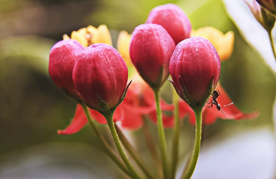 ant, macro, garden, close, detail, lilac, wild flower, blur HD wallpaper