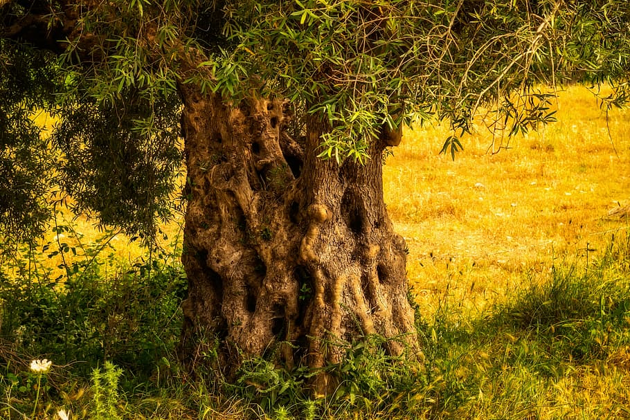 green leafed tree, olive tree, tribe, old, log, olives, old olive tree HD wallpaper