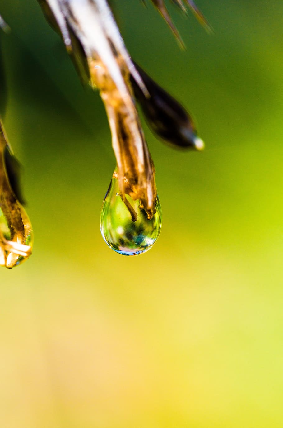 macro, plant, water, drip, mirroring, reflection, water drip HD wallpaper