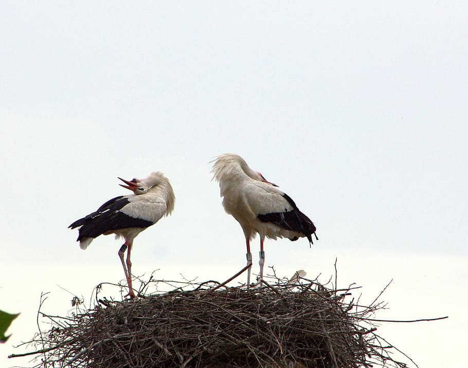stork couple, welcome, ritual, joy, bird, group of animals