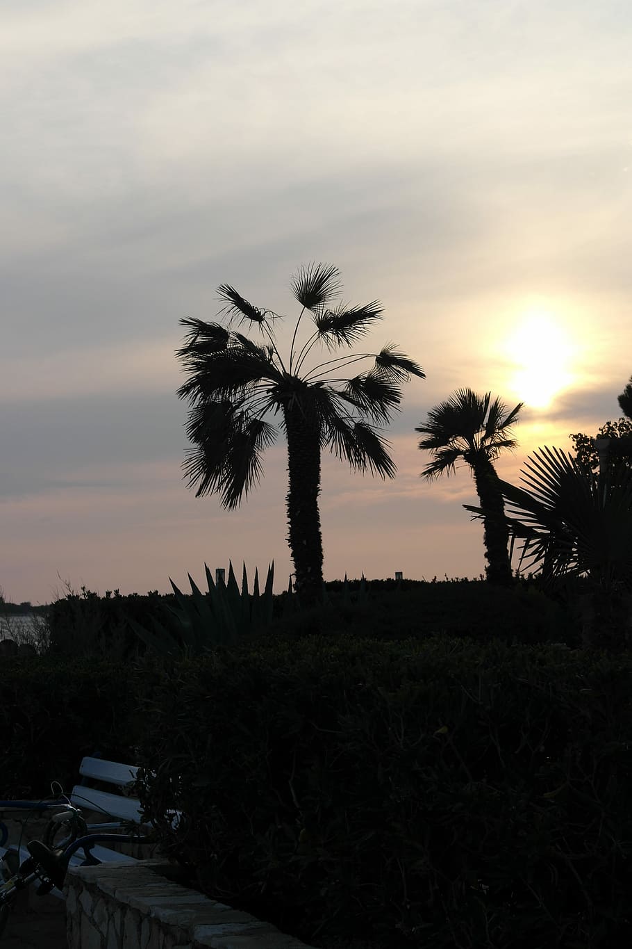 Sunset, Trees, Detail, Clouds, night walk, palm tree, silhouette HD wallpaper