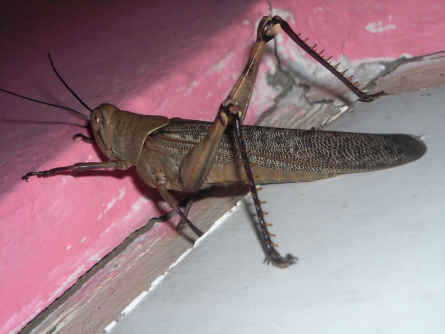 grasshopper, brown, animals, insects, animal themes, invertebrate HD wallpaper