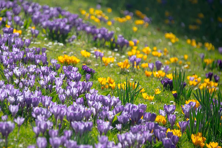 field of yellow and purple flowers, crocus, spring, blossom HD wallpaper