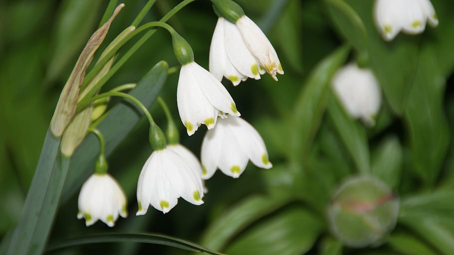 nature, leaf, plant, flower, flowering plant, close-up, beauty in nature HD wallpaper