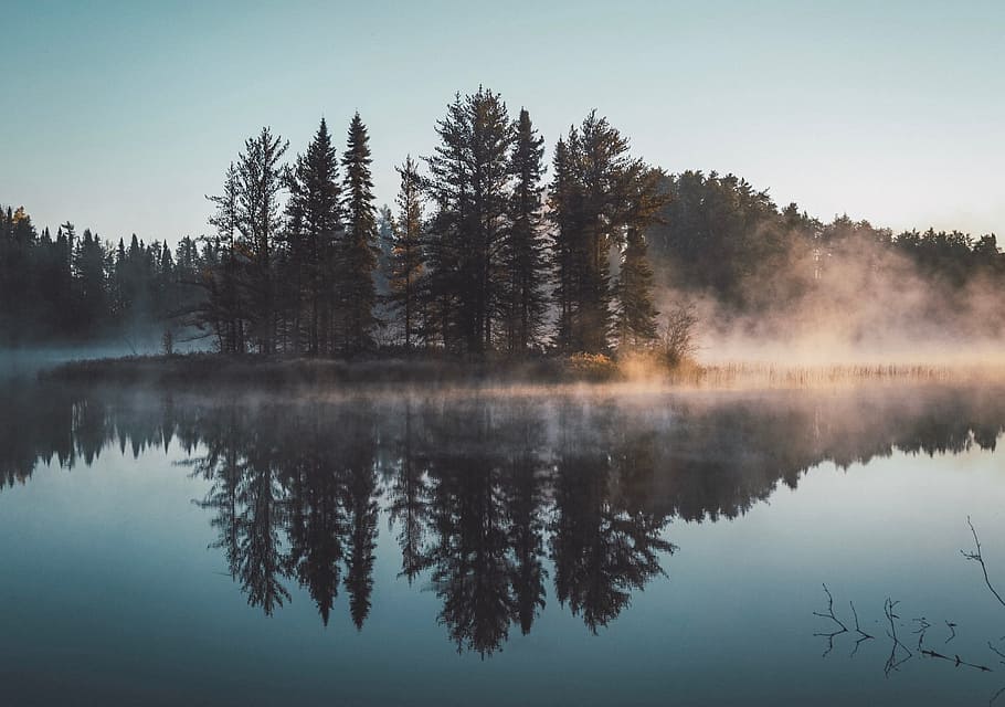 trees, plants, nature, fog, cold, lake, water, reflection, tranquility HD wallpaper